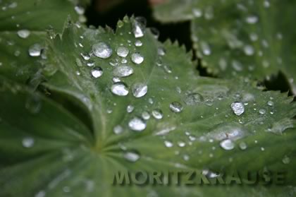 Blatt mit Tau am Morgen